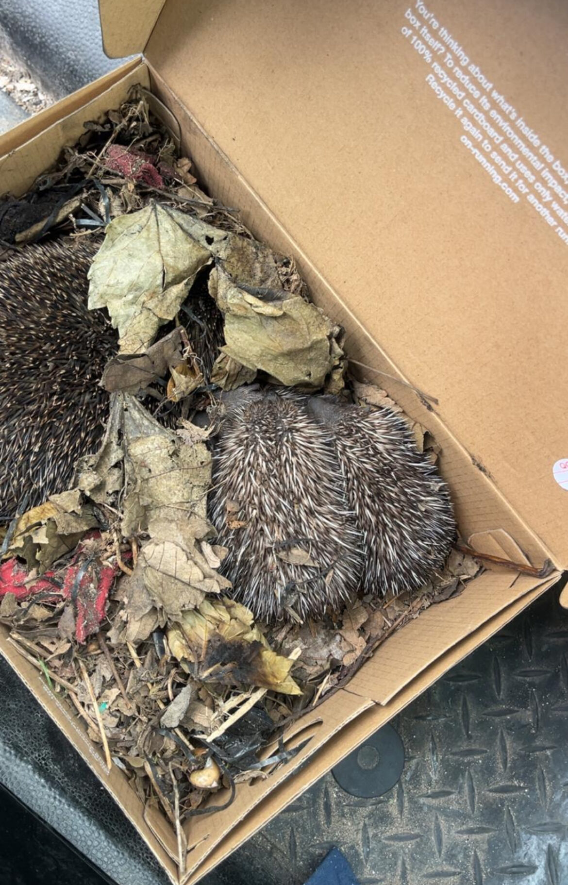 DisasterCare North - Fire Damage Restoration - Rescued Hedgehogs